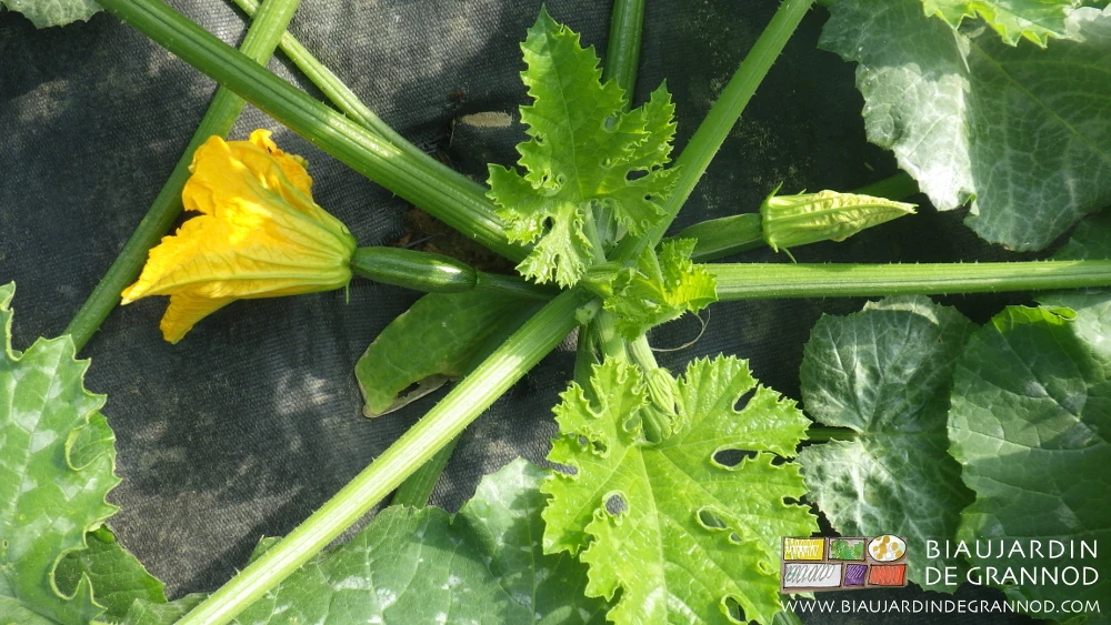 Photo proche des premières fleurs sur courgette encore petite sous tunnel