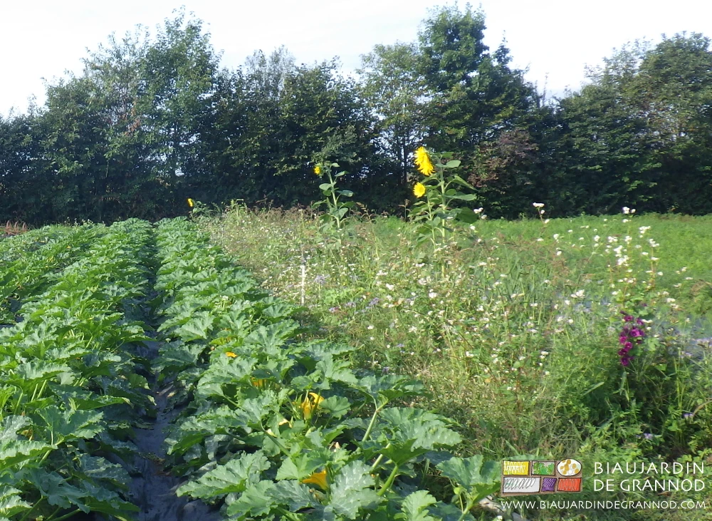 Photo du carré de courgette à proximité de bande fleurie et de haie bocagère