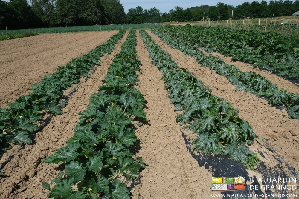 En plein champ photo de courgette sur planche filmée en biodégradable avec allée permanente binée