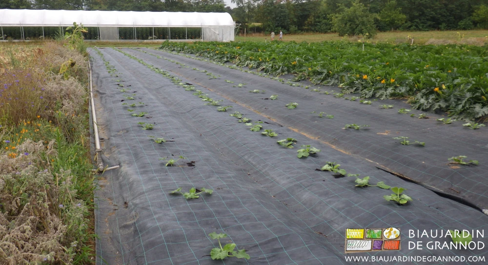 Photo de courgette de plein champ début développement sur toile noire tissée