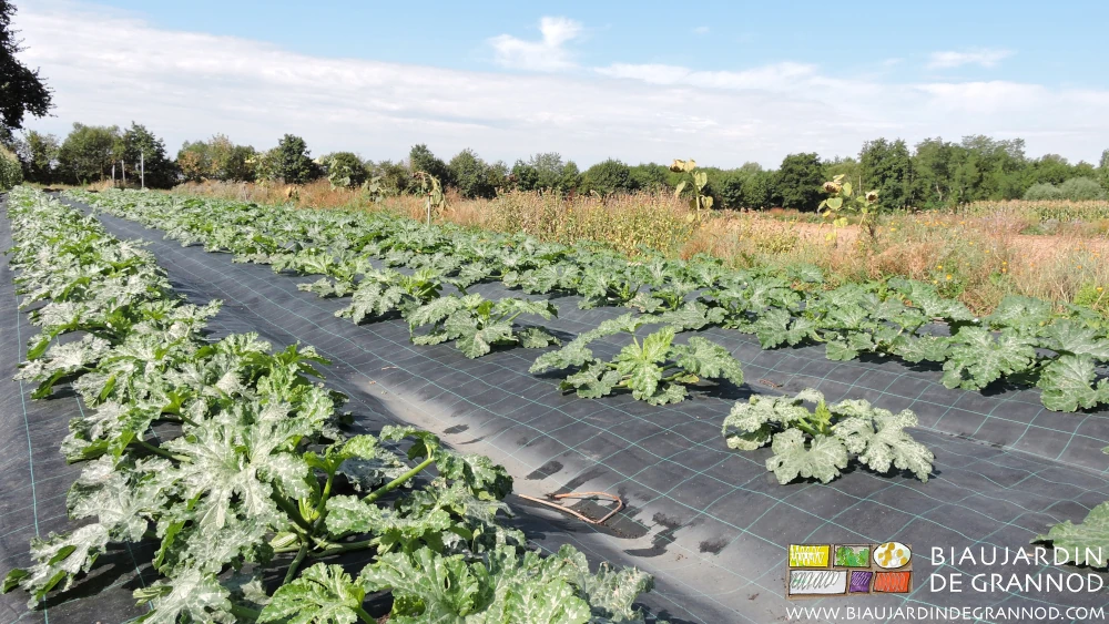Photo du carré de courgette avec bande fleurie en céréale pour mieux lutter contre puceron