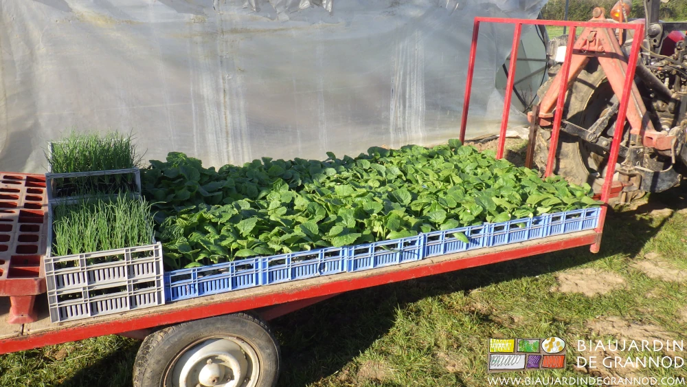 Photo des caisses de plants de courgette amenés sur petite remorque