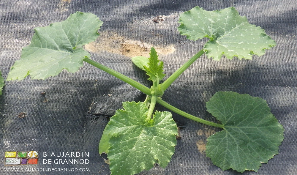 Photo d’une courgette sous tunnel en début de végétation (sans fleur)