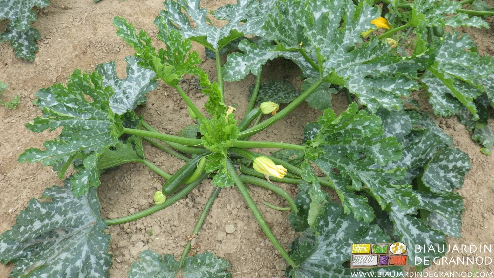 Photo de courgette cultivée sur sol non filmé et biné manuellement