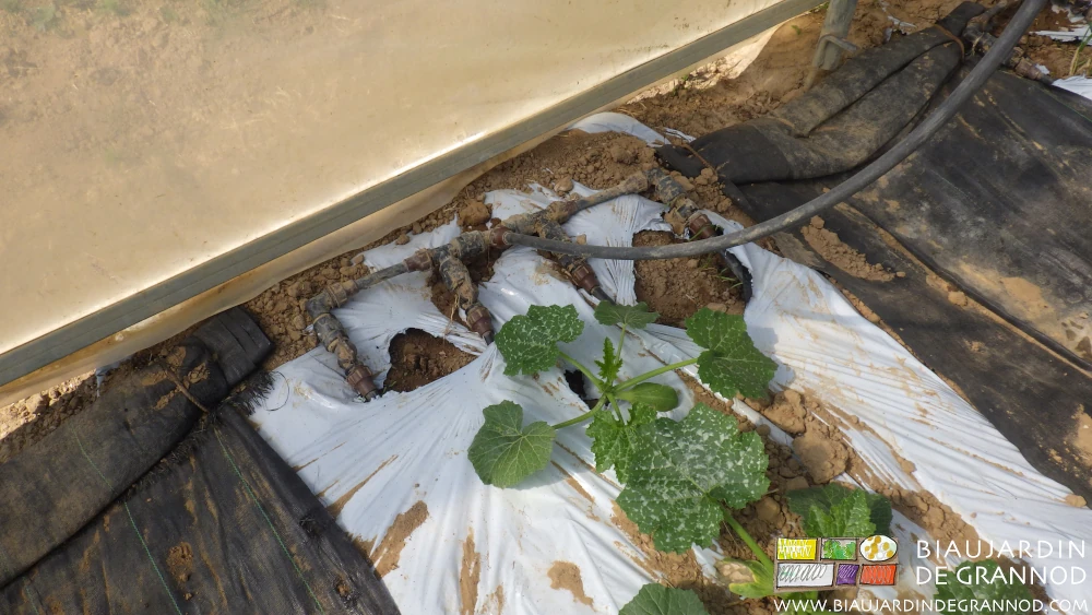 Photo des gaines de goutte à goutte installées sous le film de paillage pour économiser l’eau