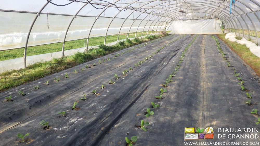 Photo d’un tunnel de courgette sur toile tissée noire réutilisable 10 ans