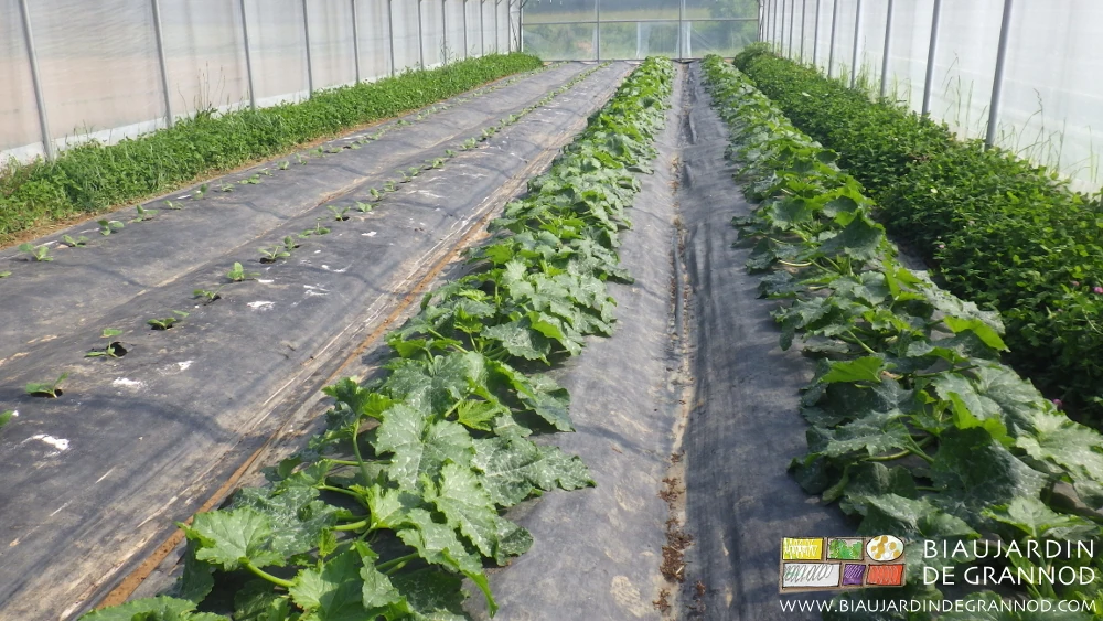 Photo de plantations décalées de courgette sous tunnel