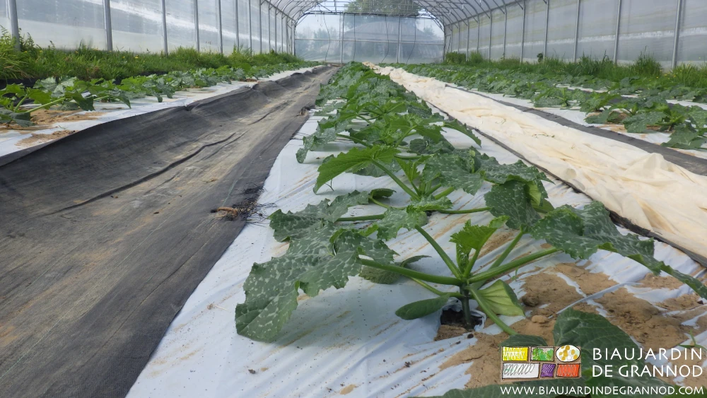 Photo sous tunnel de la protection temporaire par voile non tissé prêt en cas d’alerte météo