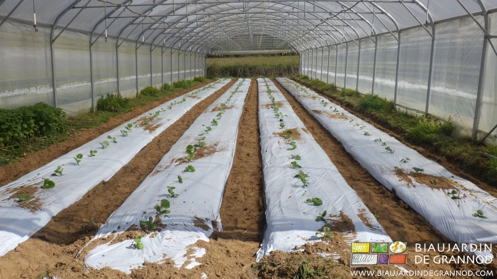 Photo d’un essai de courgette précoce sous tunnel sur paillage blanc