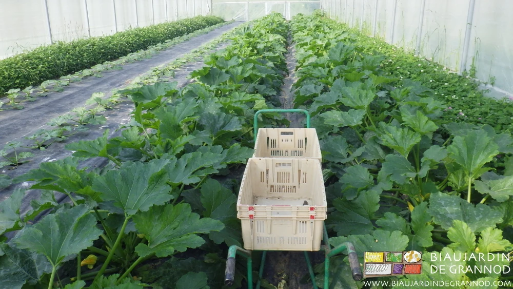 Photo de la récolte de courgette sous tunnel avec cagettes sur brouette