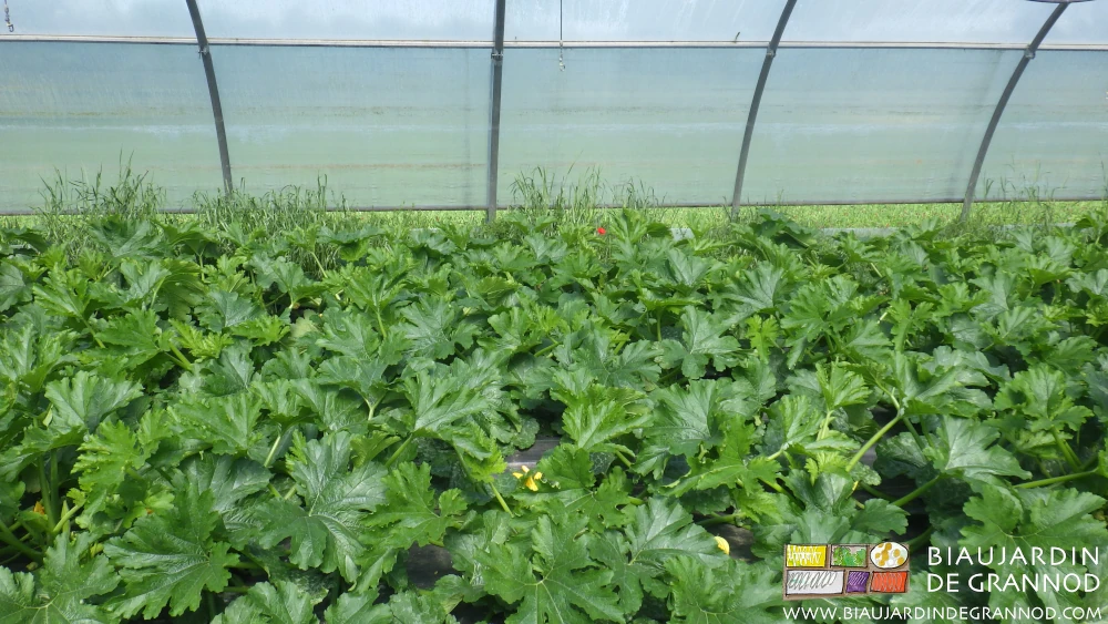 photo sous tunnel de courgette couvrant les planches