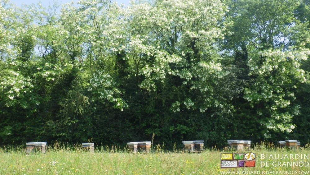Photo des ruches en haut de notre Biau Jardin