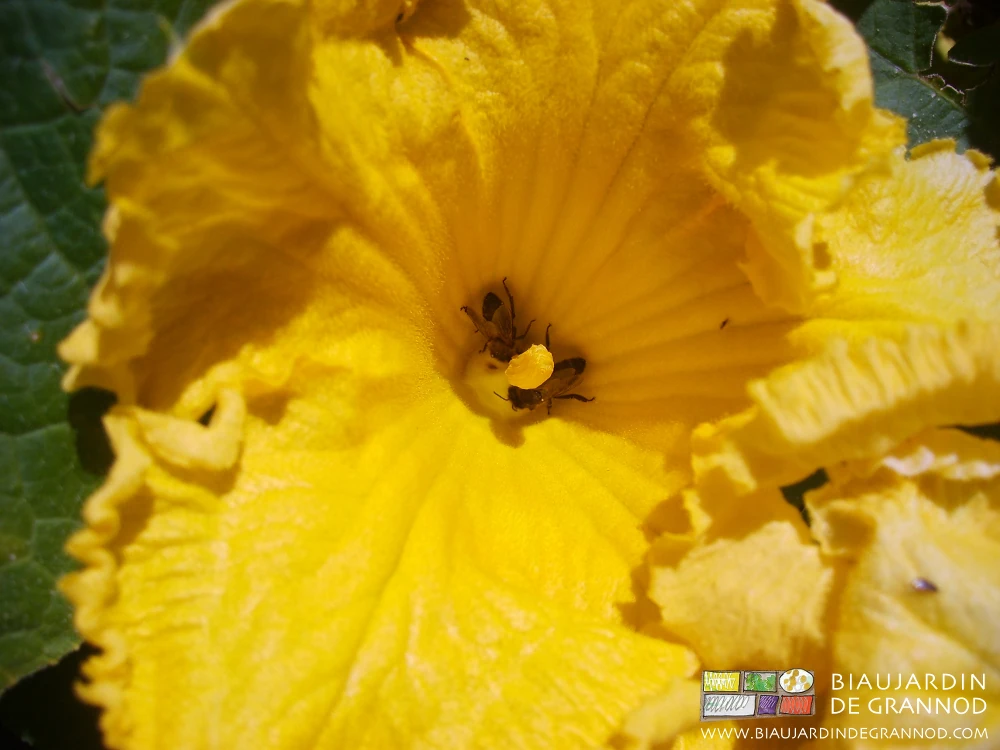 Photo d’une fleur de cucurbitacée visitée par des insectes pollinisateurs