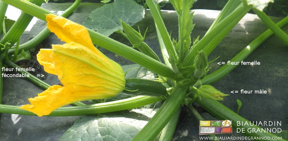 photo proche d'une courgette détaillant fleur mâle et fleur femelle