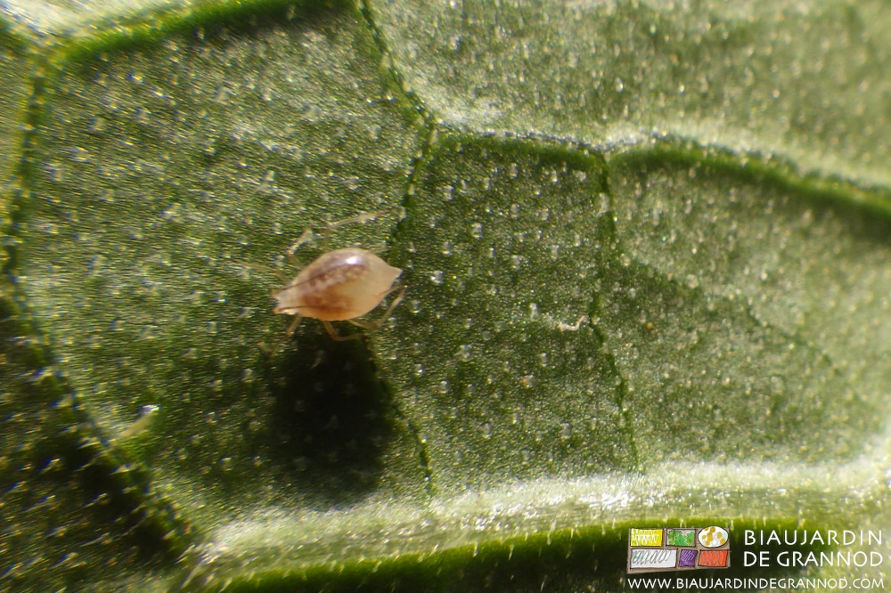 Photo d’un puceron parasité qui a l’air vraiment obèse (de chez obèse)