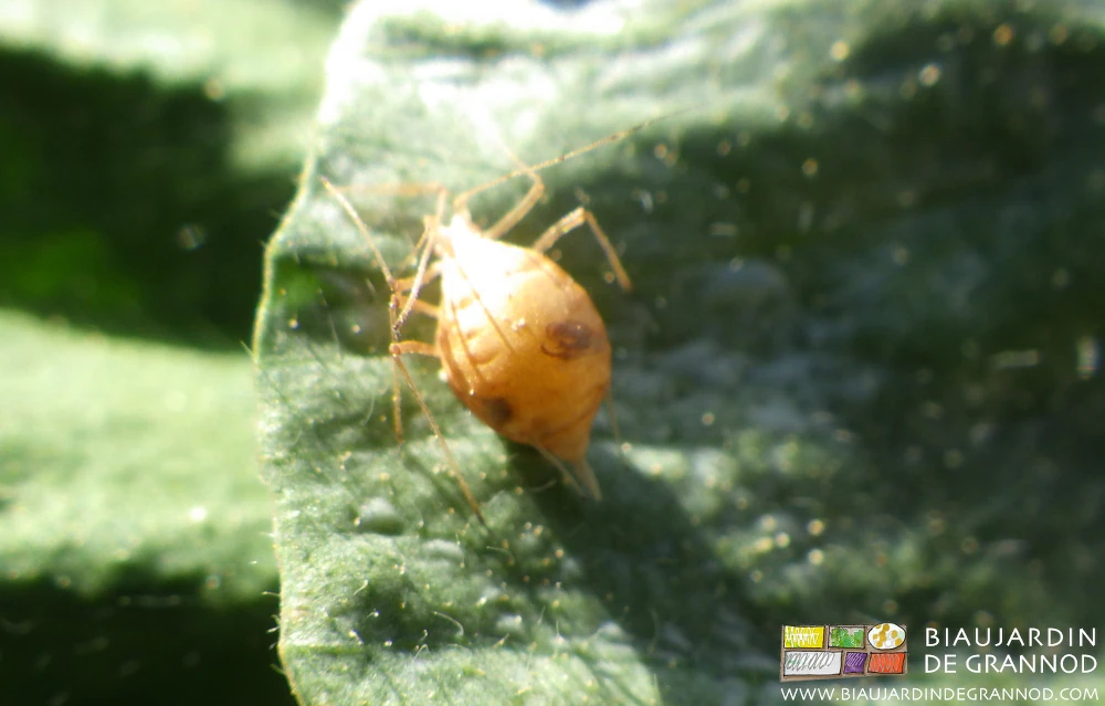 Photo de momie sèche d’un puceron parasité dans lequel l’auxiliaire s’est développé