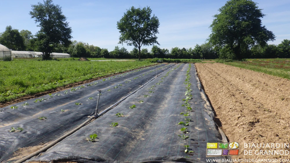 Photo de courgette de plein champ sur toile noire tissée au pied des chênes