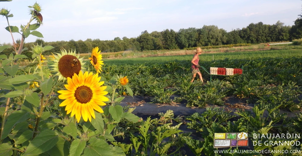 Photo de la récolte quotidienne de courgette en plein champ, fleur de tournesol au premier plan
