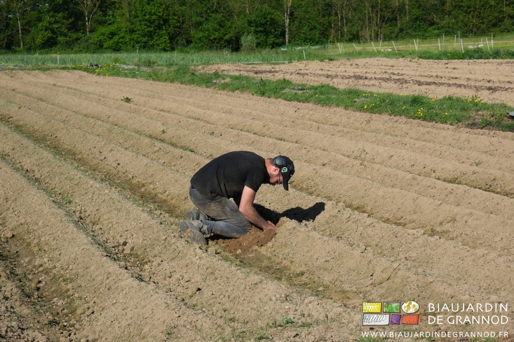 photo de Matthieu à genoux creusant à la main dans la butte de plantation pour observer le germe d'un plant