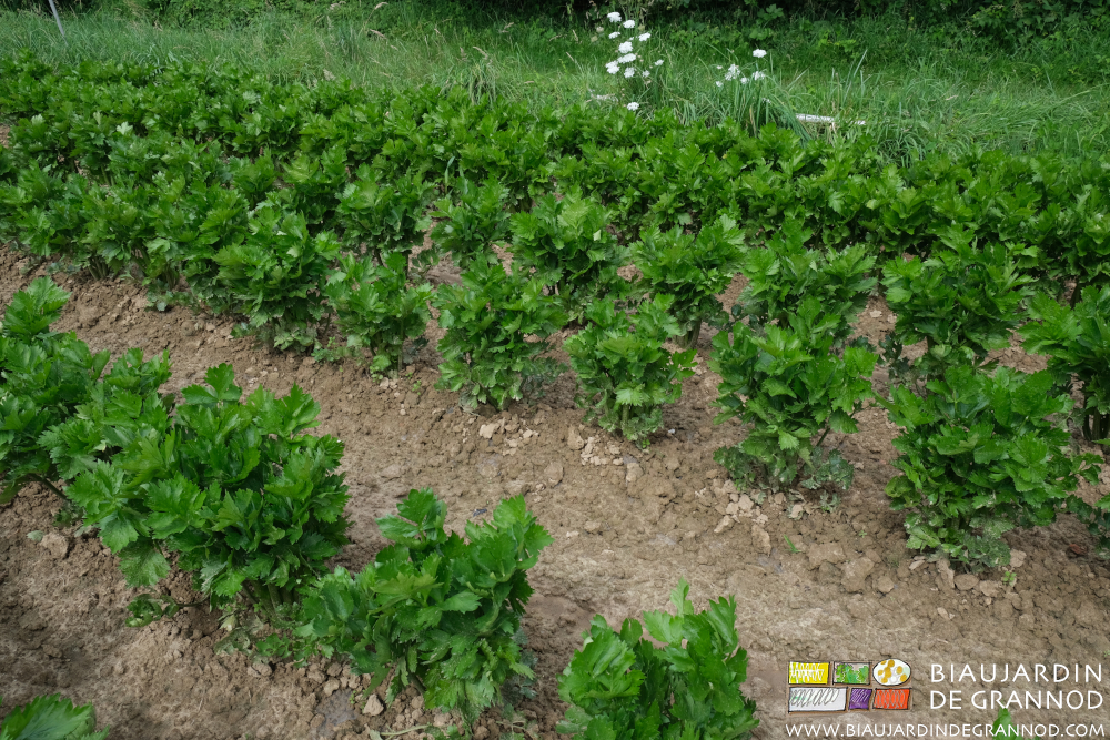 photo de rangs de céleri branche biné