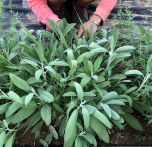 photo de deux mains récoltant'un pied de sauge