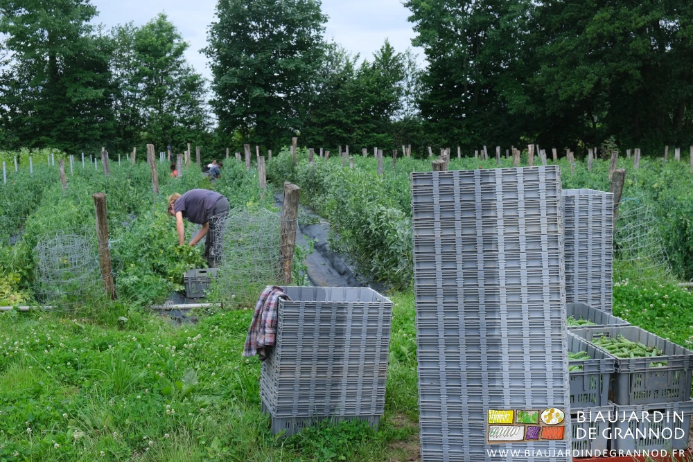 photo de l'équipe dans les rangs de pois, caisses vides et pleines en premier plan