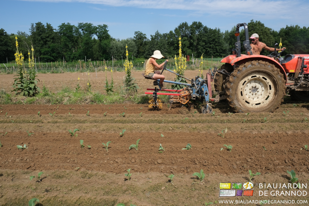 Photo de la bineuse guidée équipée des doigts souples pour travailler le rang aussi