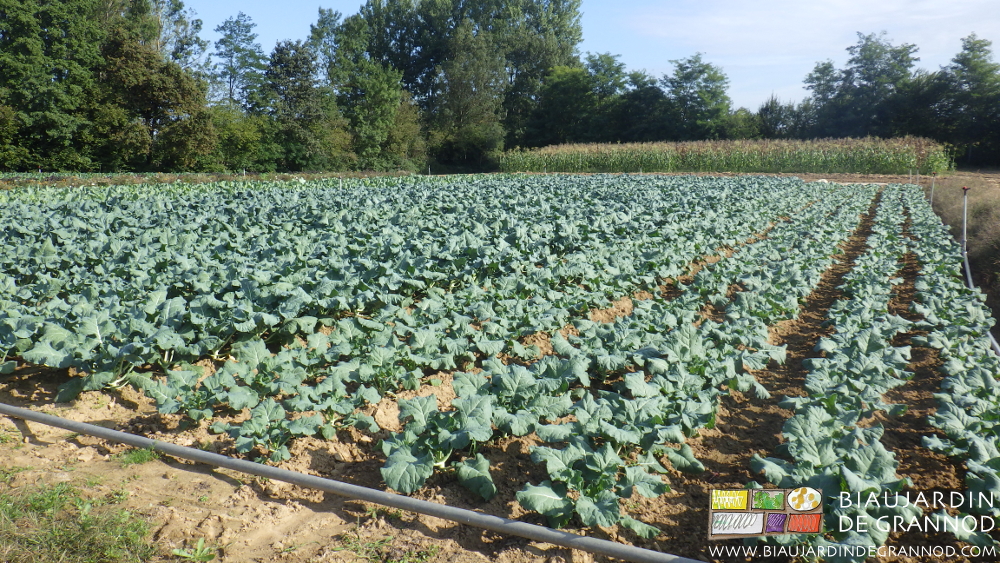 Photo de l’échelonnement des plantations dans le carré de brocoli