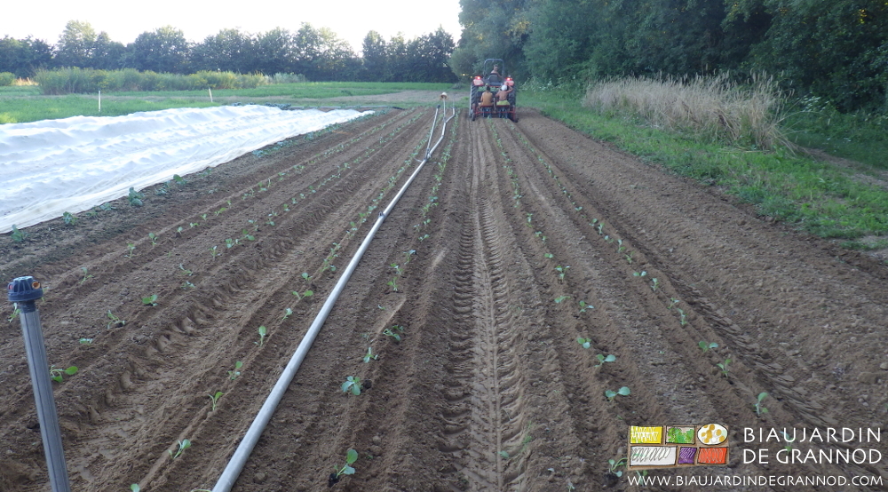 Photo de la plantation de plusieurs planches consécutives à la planteuse pour économiser la peine