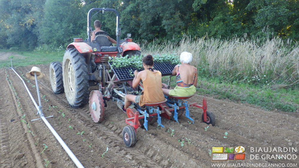 Photo de repiquage de brocoli à la planteuse
