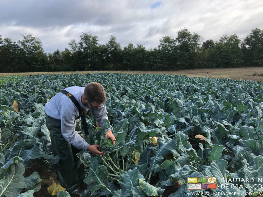 Photo de Matthieu récoltant du brocoli