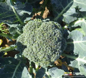 Photo d’une tête de brocoli