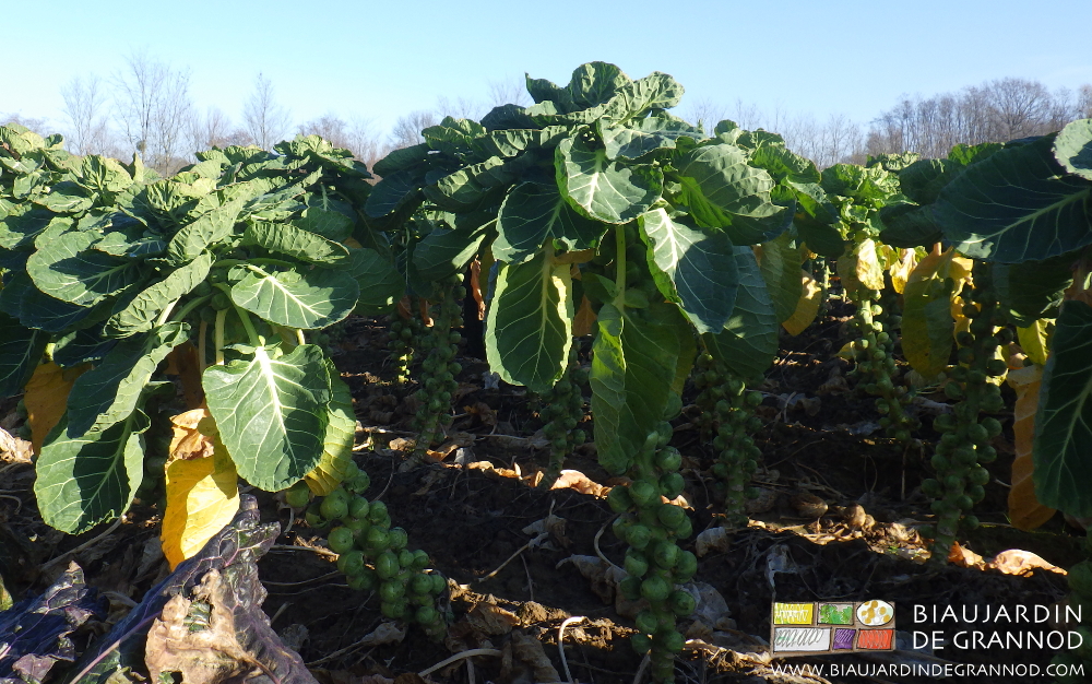 Photo de pied de chou de Bruxelles dans son rang de culture