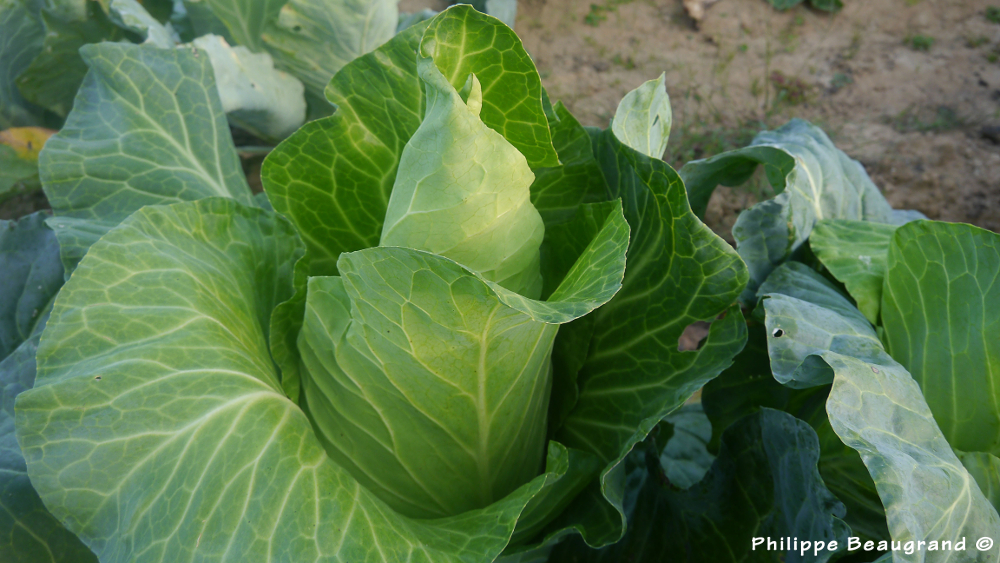 Photo de chou cabus au champ, pommé, rond, lisse