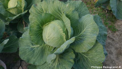 Photo de chou cabus au champ, pommé, rond, lisse