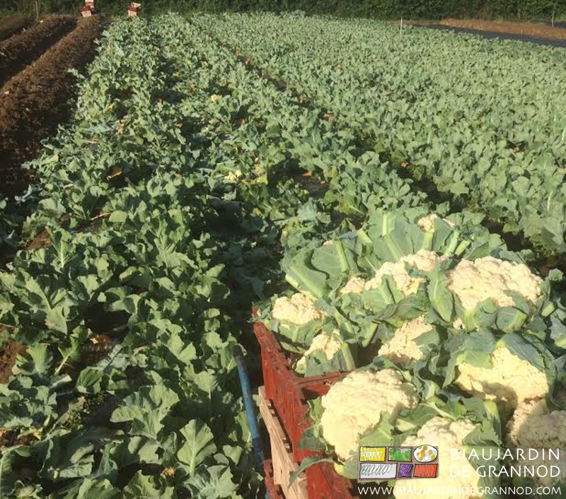 Photo de carré de chou fleur d’automne en cours de récolte