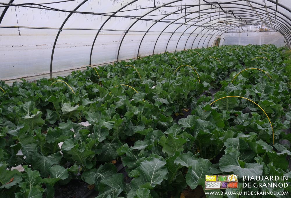 Photo de chou fleur hiverné sous tunnel avec possible protection par voile sur petits arceaux