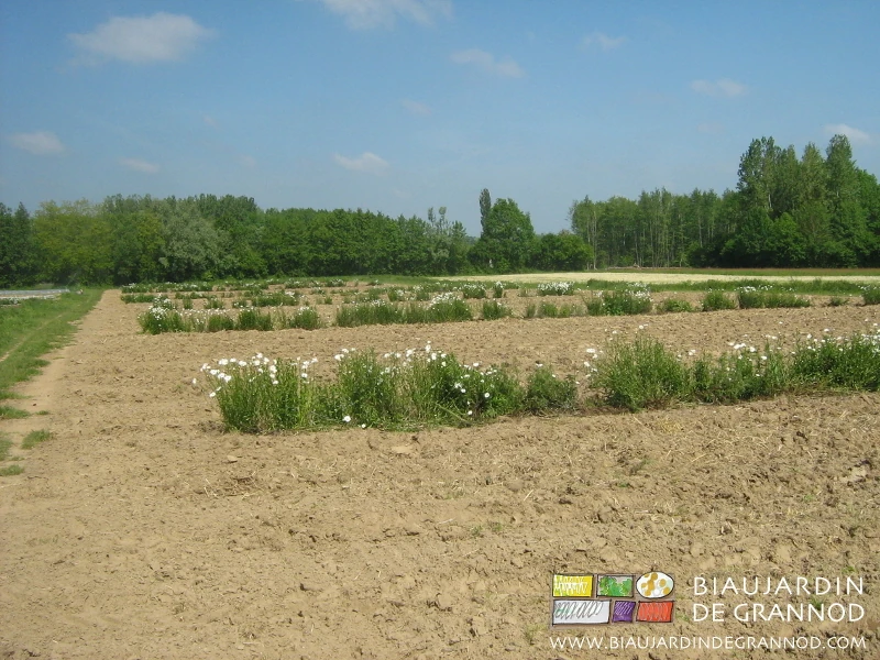 photo du jardin divisé en carrés égaux par les bandes fleuries permanentes