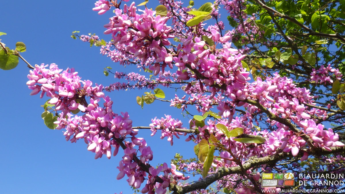photo des magnifiques fleurs roses de l'arbre de Judée