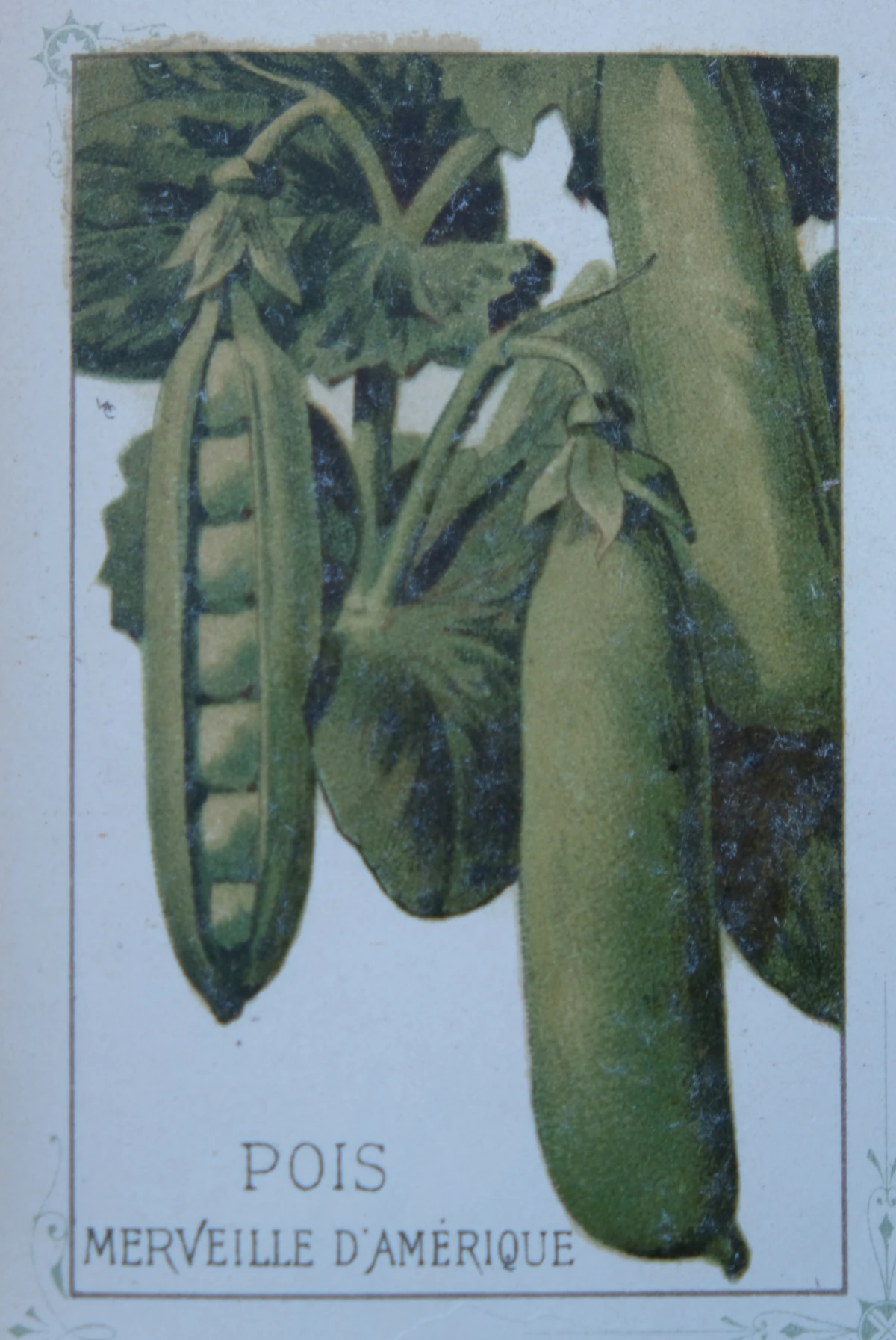 Illustration "pois" de l'édition 1925 de "Plantes potagères" de Vilmorin - Andrieux