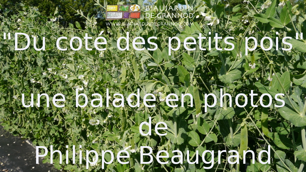 annonce sur fond de rangs de pois de balade en photo de Philippe Beaugrand