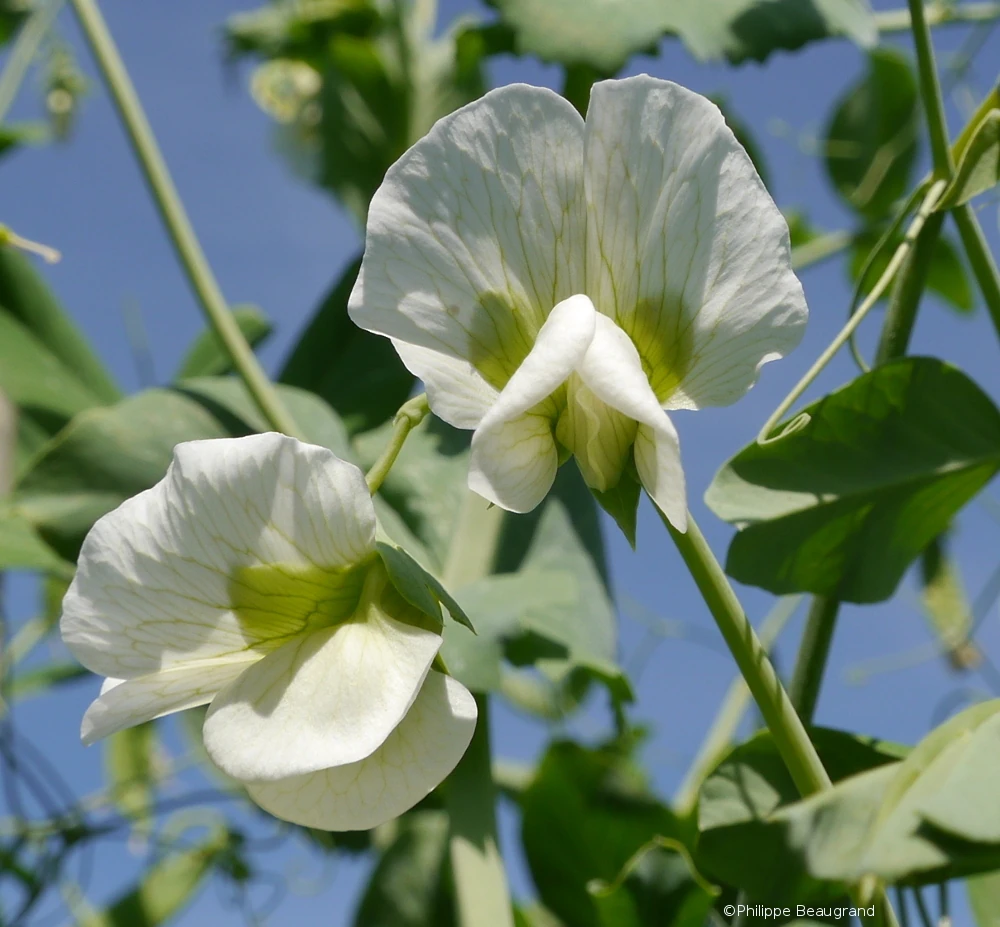 Photo de blanche fleur de pois sur fond de ciel bleu, par Philippe Beaugrand