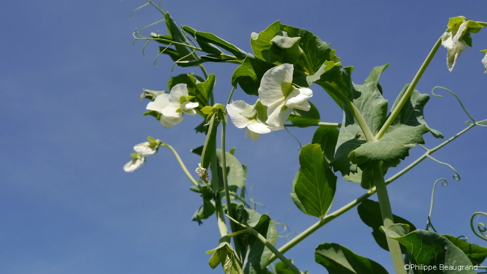 Photo de cohabitation de fleurs et jeunes gousses sous l’œil de Philippe Beaugrand, photographe