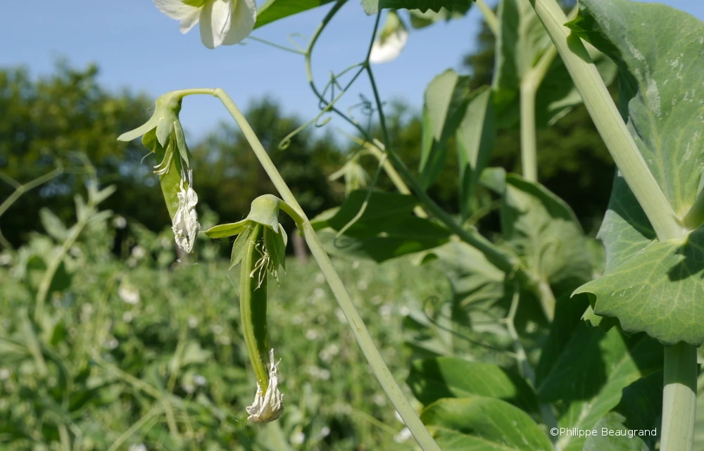 Photo Philippe Beaugrand cosse en cours de formation avec encore la fleur au bout