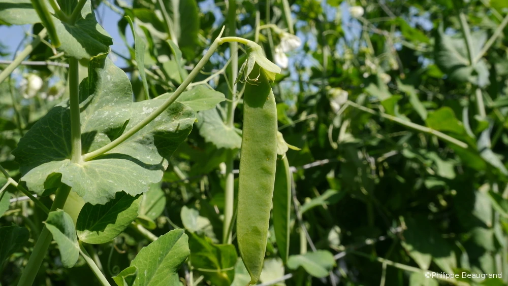 Photo de cosse de petit pois dont les grains se forment