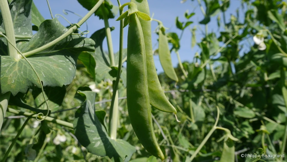 Photo de cosse de pois que la pousse du grain arrondit peu à peu lentement