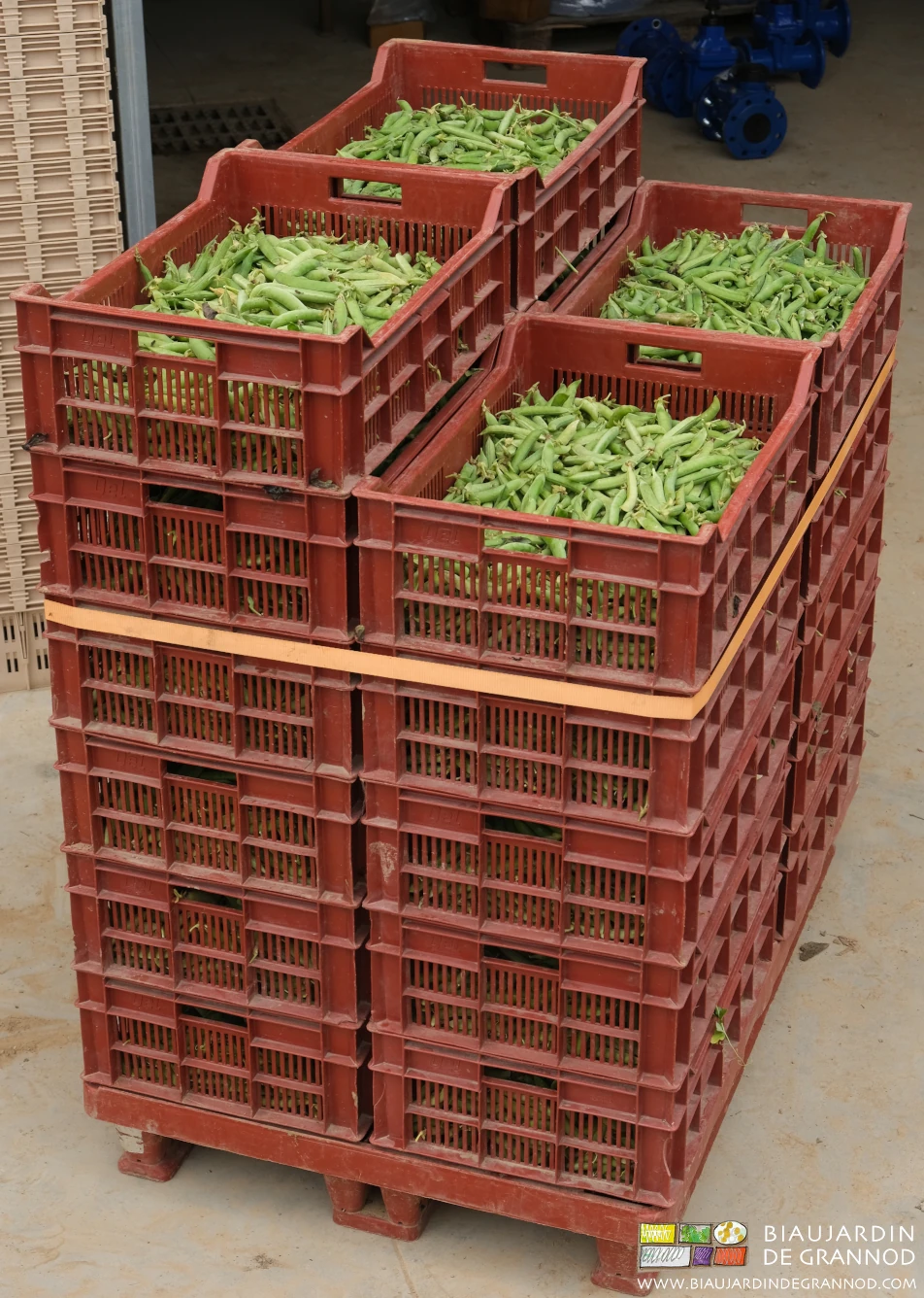photo d'une belle palette de 20 caisses de pois avant mise au froid