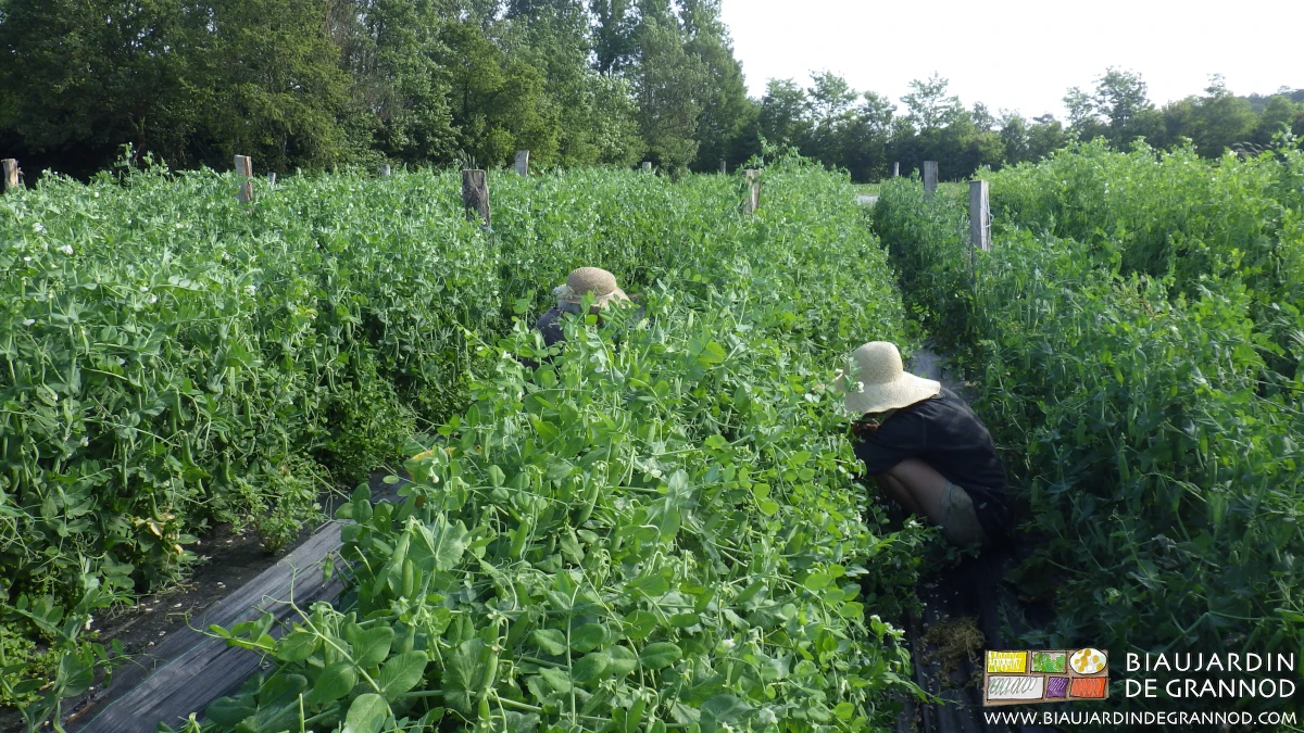 photo de récolte de pois une personne de chaque côté de rang