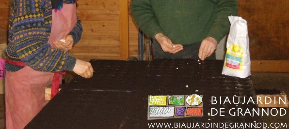Photo de quatre mains de Biaux Jardiniers semant le petit pois en plaque de mottes de terreau