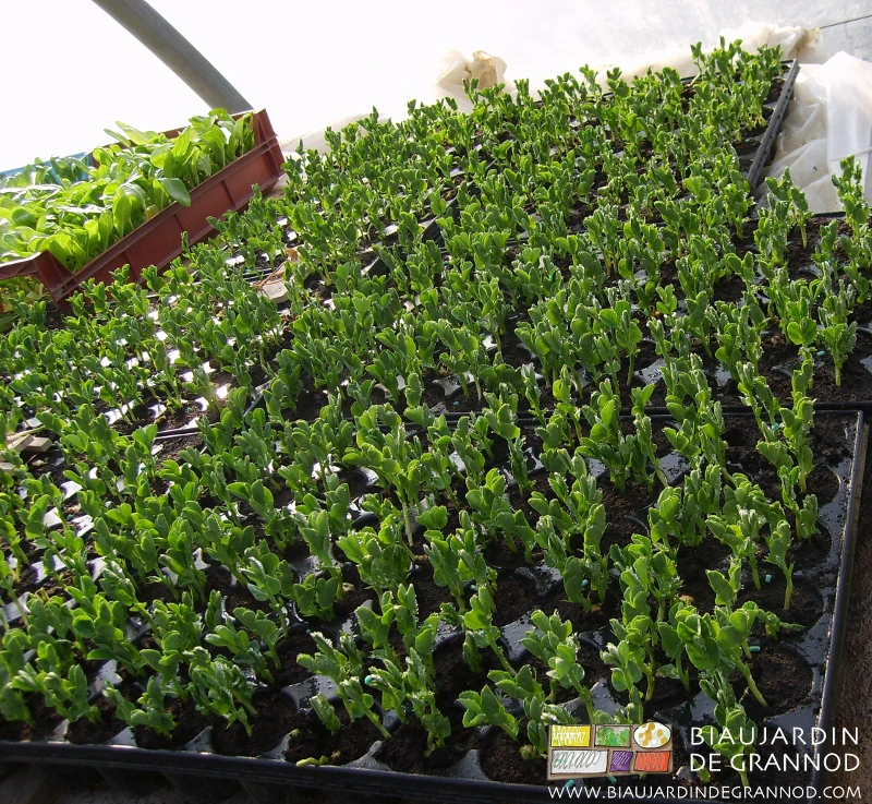 Photo des mottes de pois poussées en pépinière prêtes à être repiquées en place au jardin